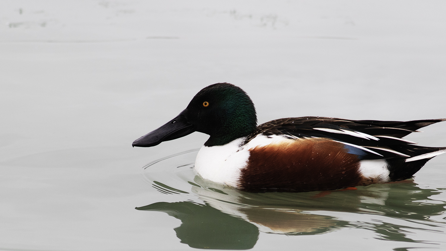Northern Shoveler